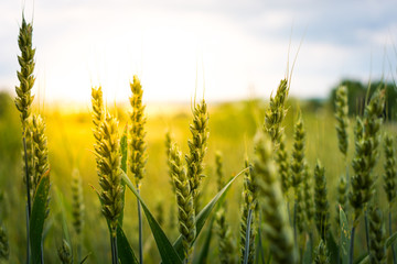 field of wheat