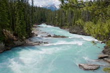 Beautiful Turquoise Kicking Horse River With The Purest Glacier Water Flowing Past Natural Bridge In Evergreen Forest, Near Field Mount, Yoho National Park, British Columbia, Canada