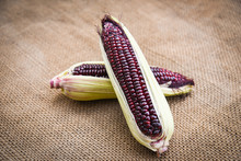 Fresh Purple Corn On Cob On Sack Background / Siam Ruby Queen Or Sweet Red Corn