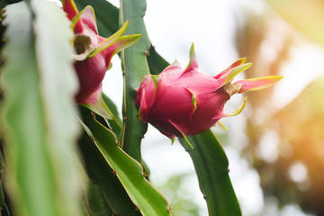 Ripe dragon fruit fresh growing on a dragon fruit tree plantation background - pitaya on summer