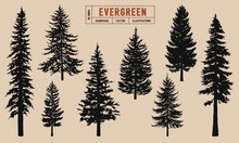 Evergreen Tree Silhouette Vector Illustration Hand Drawn