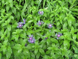 purple flowers in the garden