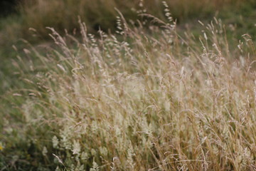 Poster - Vegetation in a park