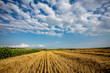 © Ali Tellioglu - wheat harvest field blue sky clouds