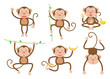 Cute little monkeys cartoon vector set in different poses - Vector illustration