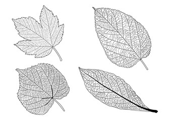 Wall Mural - Skeletal  Leaves lined design on white background