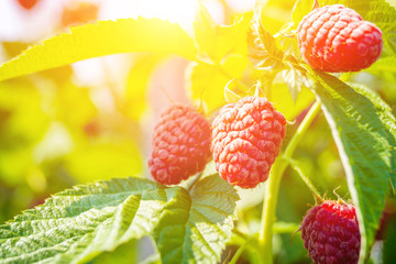 Wall Mural - ripe raspberry growing on a bush