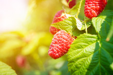 Ripe Raspberry Growing On A Bush
