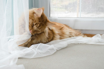 Wall Mural - Large red marble Maine coon cat lies and plays with a curtain