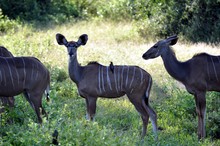 Kudu Cows Zimbabwe Africa