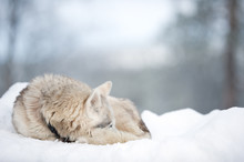 Sled Dog Sleeping On Winter Snow.