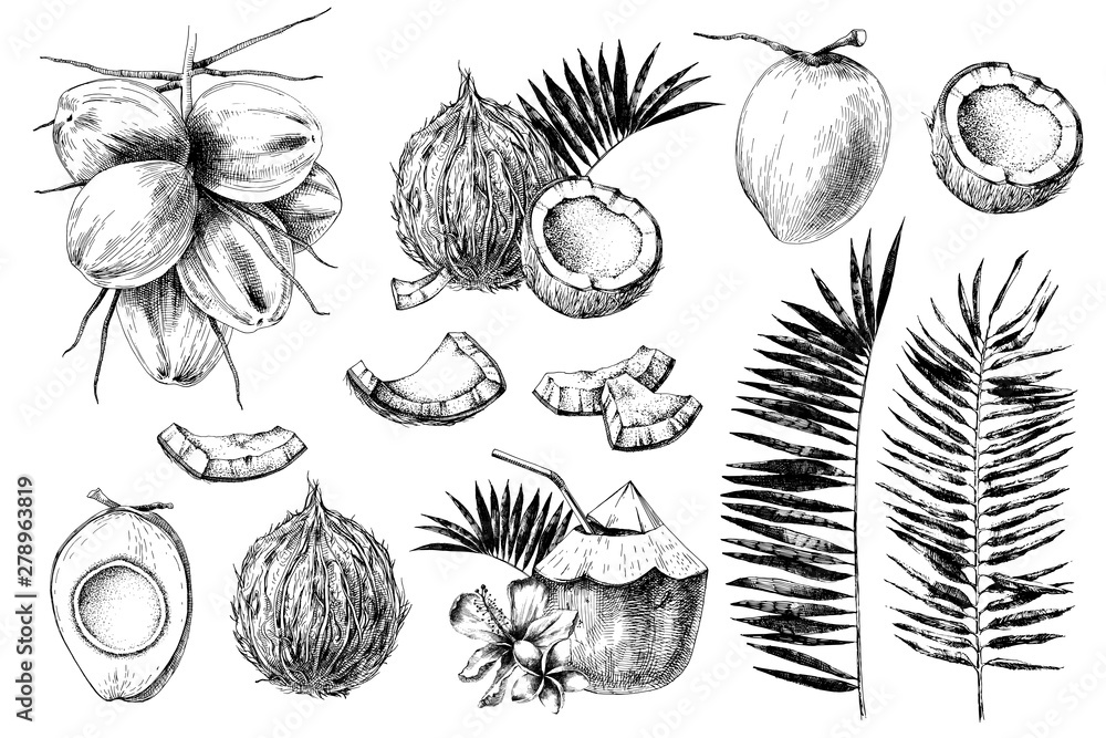 Set of hand drawn coconuts. - obrazy, fototapety, plakaty 
