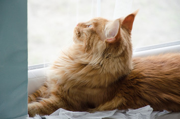 Wall Mural - Large red marble Maine coon cat lies and looks out the window