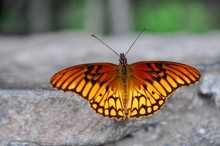 Gulf Fritillary Orange Butterfly On Stone Wall