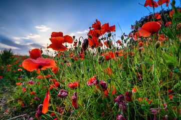 Canvas Print - Low view of backlit Red Poppies, in a hay meadow full of red poppies in a field at Corbridge, Northumberland