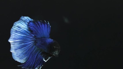 Poster - Super slow motion of Siamese fighting fish (Betta splendens), well known name is Plakat Thai, Betta is a species in the gourami family, which is a popular fish in the aquarium trade