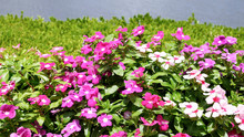 Madagascar Periwinkle Flowers In The Garden