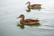 Ducks On The Water Pond
