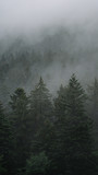 Fototapeta Las - fog in the forest, mystical landscape, aerial view