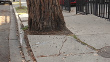 Roots Of A Mature Tree Cracking And Destroying The Sidewalk