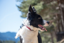 Close Up Of Border Collie Dog Standing Outdoors