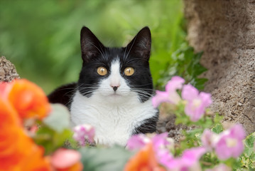 Wall Mural - Cute cat, tuxedo pattern black and white bicolor, European Shorthair, posing with prying yellow eyes in a colorful flowery garden, Germany 