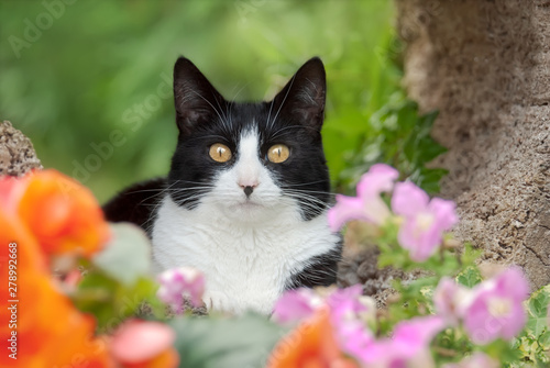 Cute Cat Tuxedo Pattern Black And White Bicolor European