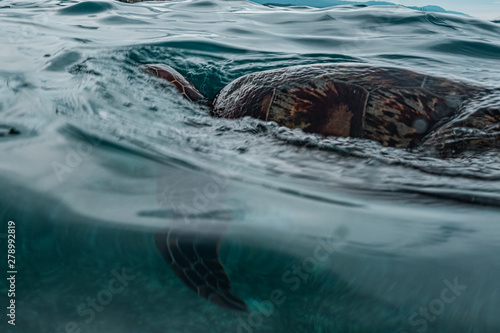 How Long Can Sea Turtles Hold Their Breath Underwater