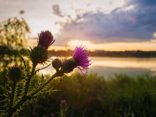 Spear Thistle Purple Flower Over Sunset Sky Background. Cirsium Vulgare, Plant With Spine And Needles Tipped Winged Stems And Leaves