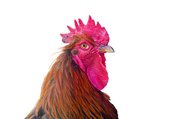 Wall Mural - Cock, rooster head, portrait, angry, sullen