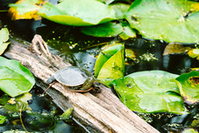 A Painted Turtle Sitting On A Log In The Middle Of A Pond