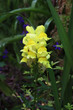 Yellow Snapdragon Flower in Garden