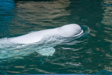 One Beluga Whale, White Whale In Water