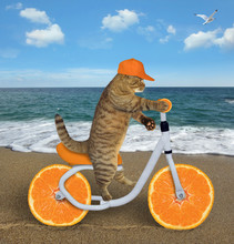 The Cat In A Cap Is Riding The Bicycle On The Sea Beach. The Wheels Look Like Round Orange Slices.