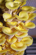 Close up yellow oyster mushrooms 
