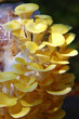 Close up yellow oyster mushrooms outside