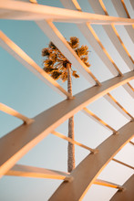 View Of Palm Three Through Wooden Slats