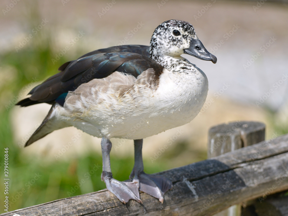 Closeup female knob-billed duck or African comb duck (Sarkidiornis melanotos)  perched on wood stake. The male has a large black knob on the bill but not  the female Stock Photo | Adobe