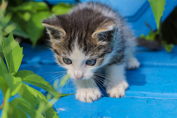  Young kitten on a blue bench.