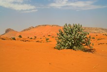 Oman Desert: Spare Vegetation With Isolated Tree In Dry Environment