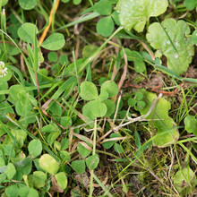 Sechsblättriges Kleeblatt Six-leaf Clover Green Grün 6 Shamrock Irland Ireland St Patrick Glück Luck Good Fortune