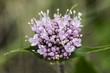 Valerian montana mountain medicinal flower with cute purple-pink color. In high mountain rockies