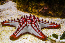 Beautiful African Red Knob Sea Star In Closeup, Tropical Starfish Specie From The Indo-pacific Ocean