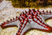 Closeup Of A African Red Knob Sea Star, Tropical Starfish Specie From The Indo-pacific Ocean, Marine Life Background