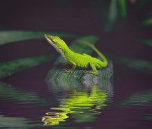 Texas / American Green Anole, Lizard On A Yucca Plant., Reflecting In The Water. Copy Space