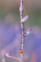 Canvas Print - Red Ladybug   (  Coccinellidae  )  on plant with many aphids