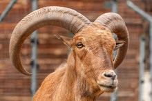 Portrait Of A Barbary Sheep In A Zoo