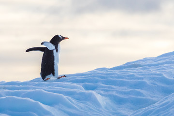 Wall Mural - gentoo penguin walking up an iceberg waddling to reach its colony in antarctica, cute wildlife, froz