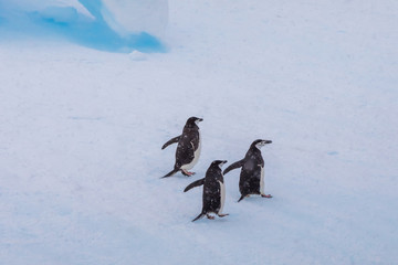 Wall Mural - group of chinstrap penguins on iceberg in antarctica, white frozen landscape, wildlife preservation,