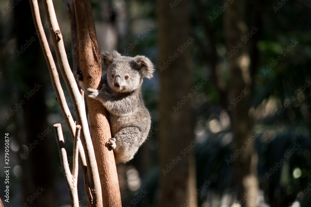 Poster A Young Koala Up A Tree Nikkel Art